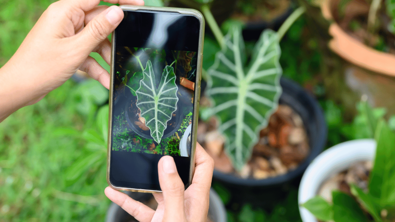 Applications pour reconnaître les plantes
