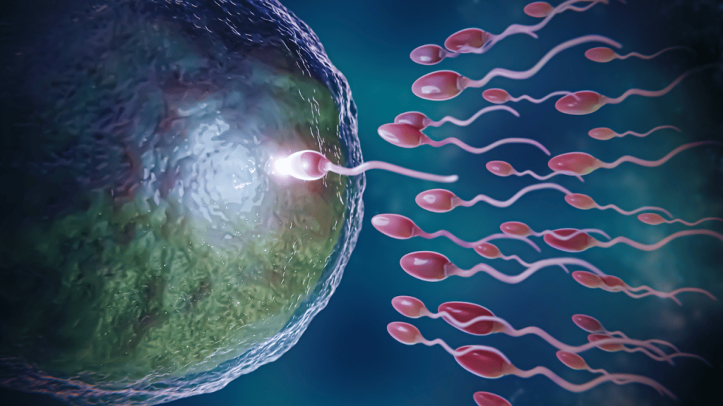 Combien de temps le sperme se recharge